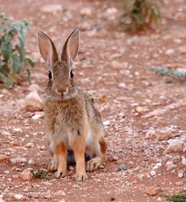 [A rabbit facing the camera while sitting at attention on the dirt strewn with small rocks. The rabbit has medium length ears and no fur on the front bottom sections of its legs. It has white fur around the bottom of its head and on the part of its fur closest to the ground (underbelly and legs).]